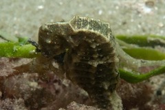 Hippocampus capensis