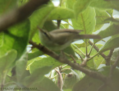 Phylloscopus occipitalis