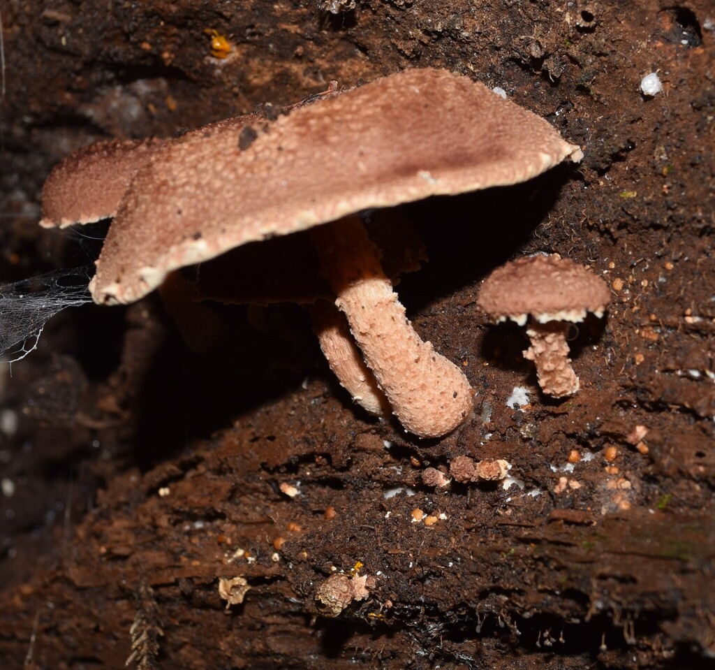 Ripartitella vinosa