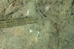 Syngnathus temminckii