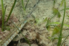 Syngnathus temminckii