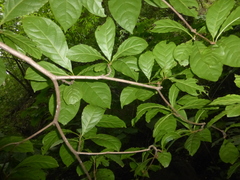 Terminalia oblonga