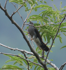 Cacomantis passerinus