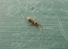 Bembidion quadrimaculatum