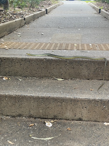 Common Tree Snake sighting