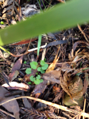 Hydrocotyle hirta