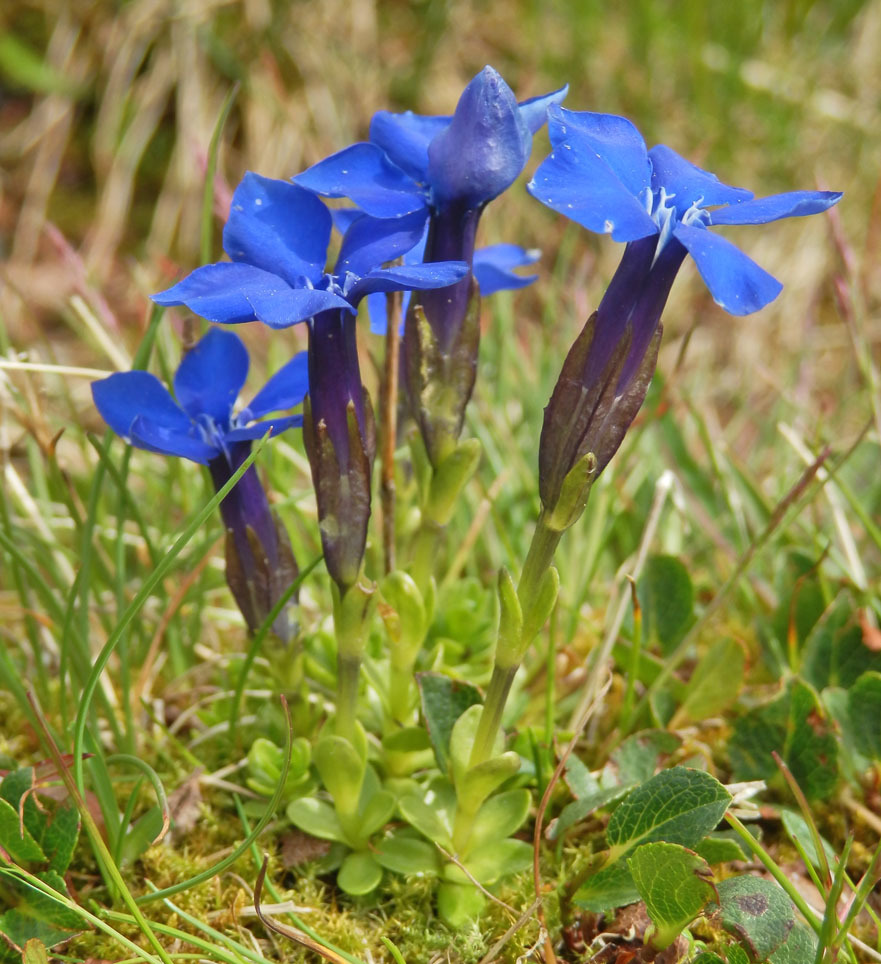Bavarian gentian (Gentiana bavarica) · iNaturalist