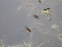 Limnoporus dissortis