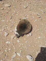 Paraechinus aethiopicus