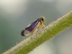 Macropsini