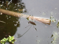 Limnoporus dissortis
