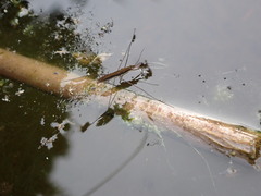 Limnoporus dissortis