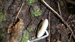 Mycena carmeliana