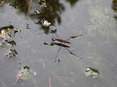 Limnoporus dissortis