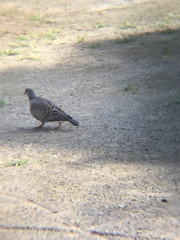 Streptopelia orientalis