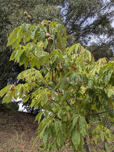 Image of Aesculus indica by no rights reserved