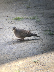 Streptopelia orientalis