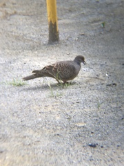 Streptopelia orientalis