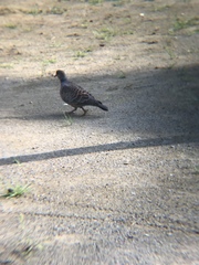 Streptopelia orientalis