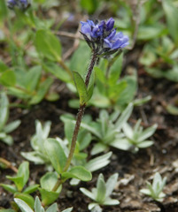 Veronica alpina