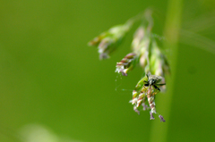 Peritrechus gracilicornis