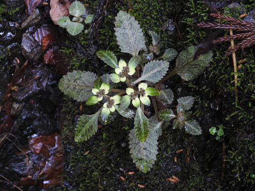 Chrysosplenium macrostemon iNat (2)