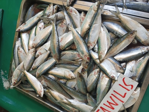 Freshwater sardinella (Sardinella tawilis) — Clupeidae — 5