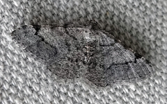 Digrammia denticulata