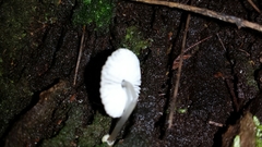 Mycena carmeliana
