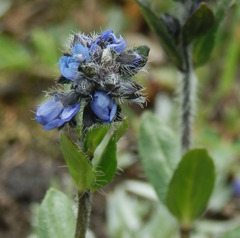 Veronica alpina