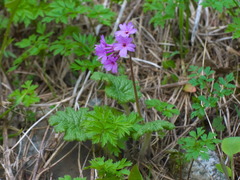 Primula kaufmanniana