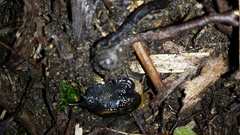 Helicarion cuvieri