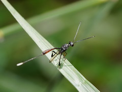 Gasteruption albicuspis