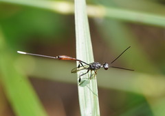 Gasteruption albicuspis