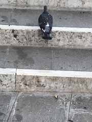 Columba livia domestica