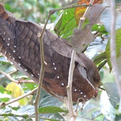Steatornis caripensis