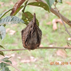 Steatornis caripensis