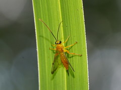 Xanthopimpla
