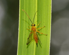 Xanthopimpla