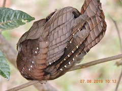 Steatornis caripensis