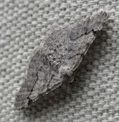 Digrammia denticulata