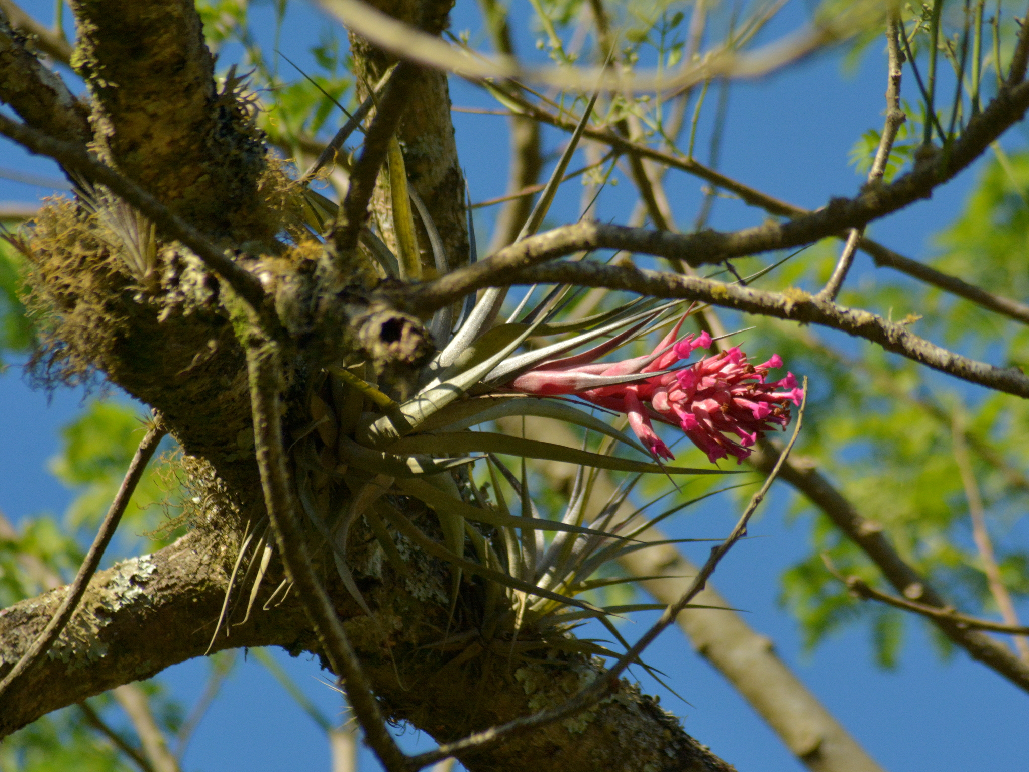 Tillandsia geminiflora