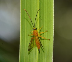 Xanthopimpla