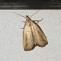 Macrochilo orciferalis