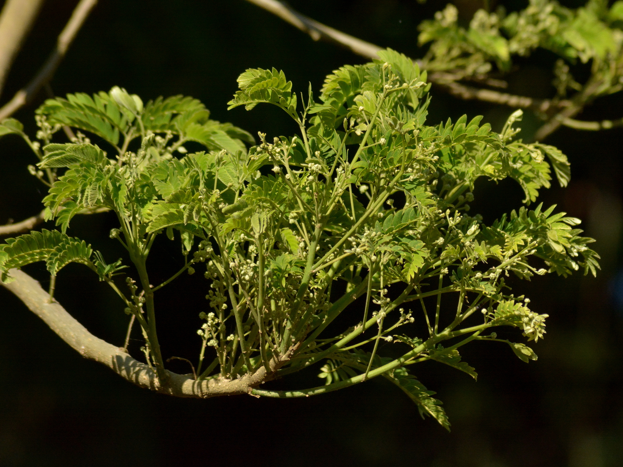 Enterolobium contortisiliquum