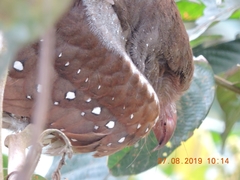 Steatornis caripensis
