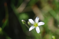 Arenaria grandiflora