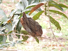 Steatornis caripensis