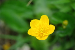 Caltha palustris