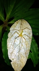 Anaptomecus longiventris